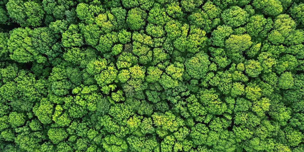 Organic Cotton – The Fabric That’s Changing Fashion and the Planet - Glitch