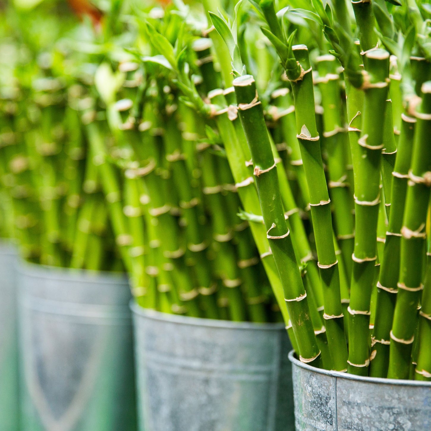 A close-up view of lush bamboo plants, showcasing their vibrant green hues and intricate textures in exquisite detail